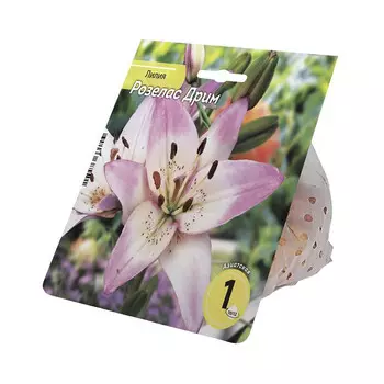 луковицы Лилия Розелас Дрим 10/12 1шт