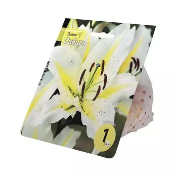 луковицы Лилия Сибирь 12/14 1шт