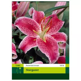 луковицы Лилия Старгейзер 1шт 14/16