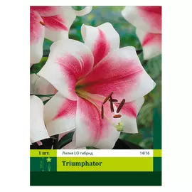 луковицы Лилия Триумфатор 1шт 14/16