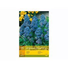 луковицы Мускари Фэнтази Криэйшн 15шт 8/9
