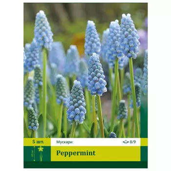 луковицы Мускари Пепперминт ПЕТРОФЛОРА 8/9 5шт
