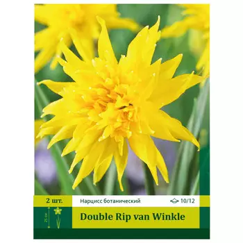 луковицы Нарцисс Дабл Рип ван Винкль 10/12 (2)