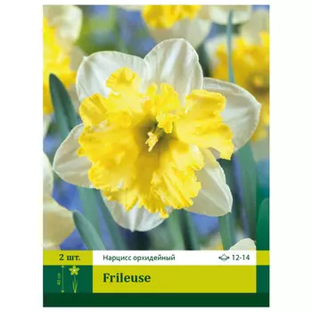 луковицы Нарцисс Фрилез ПЕТРОФЛОРА 12/14 2шт