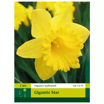 луковицы Нарцисс Гигантик Стар ПЕТРОФЛОРА 12/14 2шт