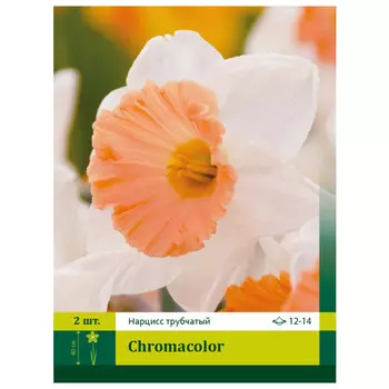 луковицы Нарцисс Хромаколор ПЕТРОФЛОРА 12/14 2шт