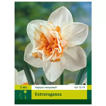 луковицы Нарцисс Экстраваганза ПЕТРОФЛОРА 12/14 2шт