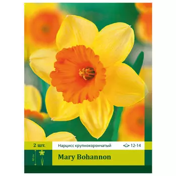 луковицы Нарцисс Мэри Боханнон 12/14 (2)
