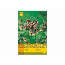 луковицы Нектарокордум Сикулум 5шт 8/10