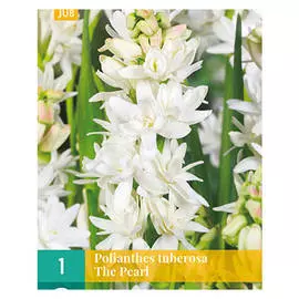 луковицы Полиантус Тубероза 1шт 12/14