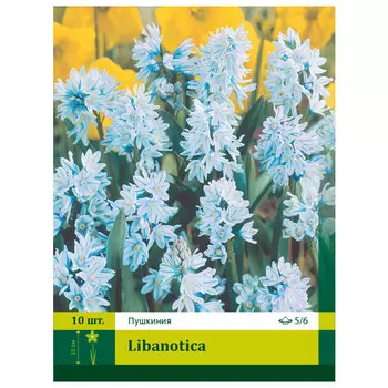 луковицы Пушкиния Ливанская 5/6 (10)
