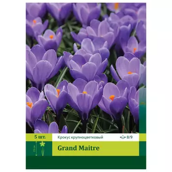 луковицы растений Крокус Гранд Мэтр 8/9 (5)