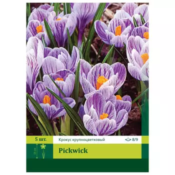 луковицы растений Крокус Пиквик 8/9 (5)