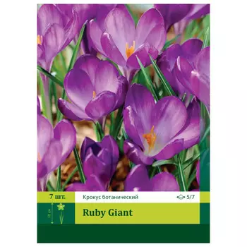 луковицы растений Крокус Раби Жиант 5/7 (7)