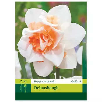 луковицы растений Нарцисс Дельнашоу 12/14 (2)