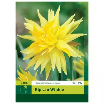 луковицы растений Нарцисс Рип ван Винкль 10/12 (2)