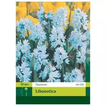 луковицы растений Пушкиния Ливанская 5/6 (10)