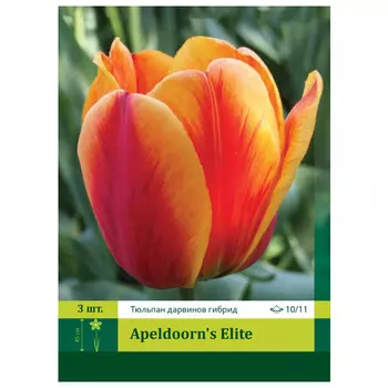 луковицы растений Тюльпан в ассортименте 10/11 3шт