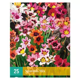 луковицы Спараксис смесь 25шт 4/5