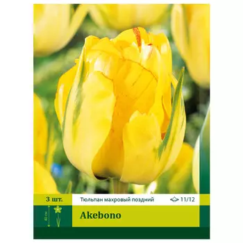 луковицы Тюльпан Акебоно ПЕТРОФЛОРА 11/12 3шт