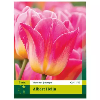 луковицы Тюльпан Альберт Хейн ПЕТРОФЛОРА 11/12 3шт