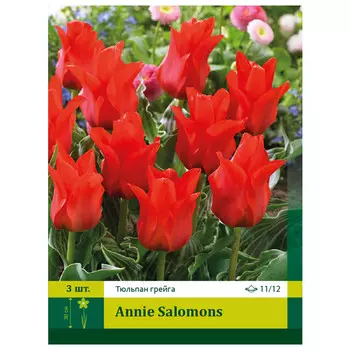 луковицы Тюльпан Анни Саломонс ПЕТРОФЛОРА 11/12 3шт