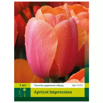 луковицы Тюльпан Априкот Импрешен ПЕТРОФЛОРА 11/12 3шт