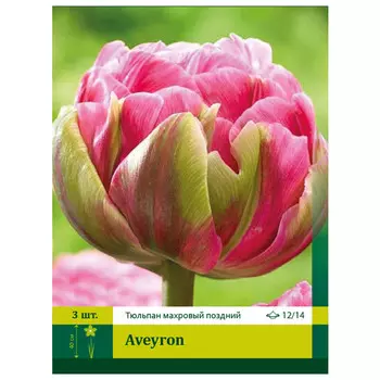 луковицы Тюльпан Авейрон ПЕТРОФЛОРА 11/12 3шт