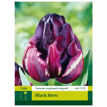 луковицы Тюльпан Блэк Хиро ПЕТРОФЛОРА 11/12 3шт