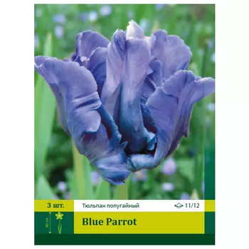 луковицы Тюльпан Блу Пэррот 11/12 (3)