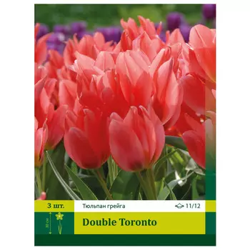 луковицы Тюльпан Дабл Торонто ПЕТРОФЛОРА 10/11 3шт