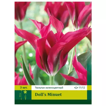 луковицы Тюльпан Доллс Минуэт ПЕТРОФЛОРА 11/12 3шт
