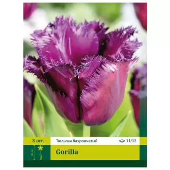 луковицы Тюльпан Горилла 11/12 (3)