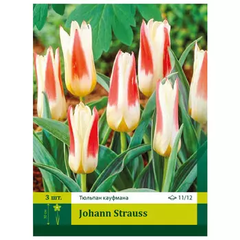 луковицы Тюльпан Иоган Штраус ПЕТРОФЛОРА 11/12 3шт