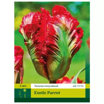 луковицы Тюльпан Экзотик Пэррот ПЕТРОФЛОРА 11/12 3шт
