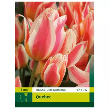 луковицы Тюльпан Квебек ПЕТРОФЛОРА 11/12 3шт