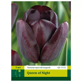 луковицы Тюльпан Квин оф Найт ПЕТРОФЛОРА 11/12 3шт простой поздний
