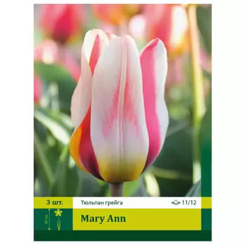 луковицы Тюльпан Мэри Энн ПЕТРОФЛОРА 11/12 3шт