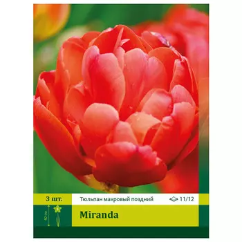 луковицы Тюльпан Миранда ПЕТРОФЛОРА 11/12 3шт
