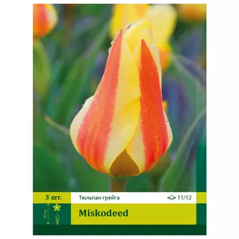 луковицы Тюльпан Мискодид ПЕТРОФЛОРА 11/12 3шт