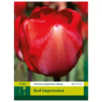 луковицы Тюльпан Ред Импрешн ПЕТРОФЛОРА 11/12 3шт