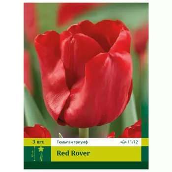 луковицы Тюльпан Ред Ровер ПЕТРОФЛОРА 11/12 3шт