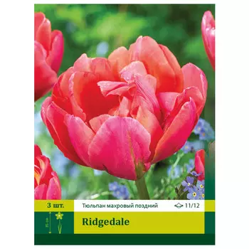 луковицы Тюльпан Ридждейл ПЕТРОФЛОРА 11/12 3шт