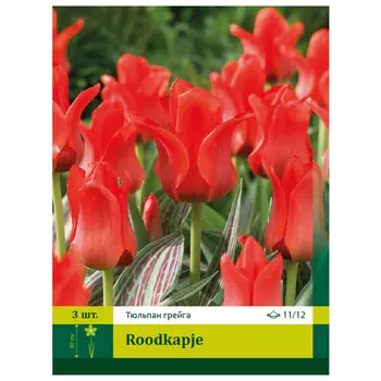 луковицы Тюльпан Рудкапье ПЕТРОФЛОРА 11/12 3шт