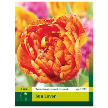 луковицы Тюльпан Сан Лавер ПЕТРОФЛОРА 11/12 3шт