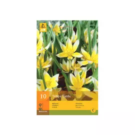 луковицы Тюльпан Тарда Дасистемон 10шт 7/+