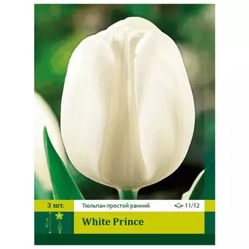 луковицы Тюльпан Вайт Принц ПЕТРОФЛОРА 11/12 3шт