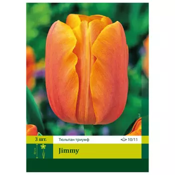 луковицы Тюльпан в ассортименте 10/11(3)