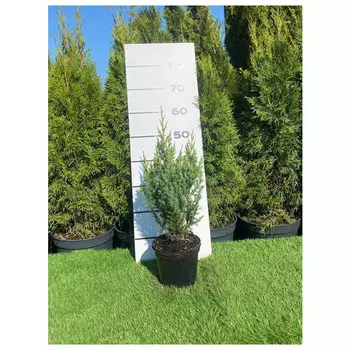 можжевельник стрикта с2/с3 40-60см