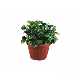 растение искусственное в горшке Барвинок 15см